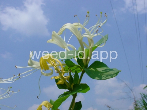 honeysuckle, Japanese